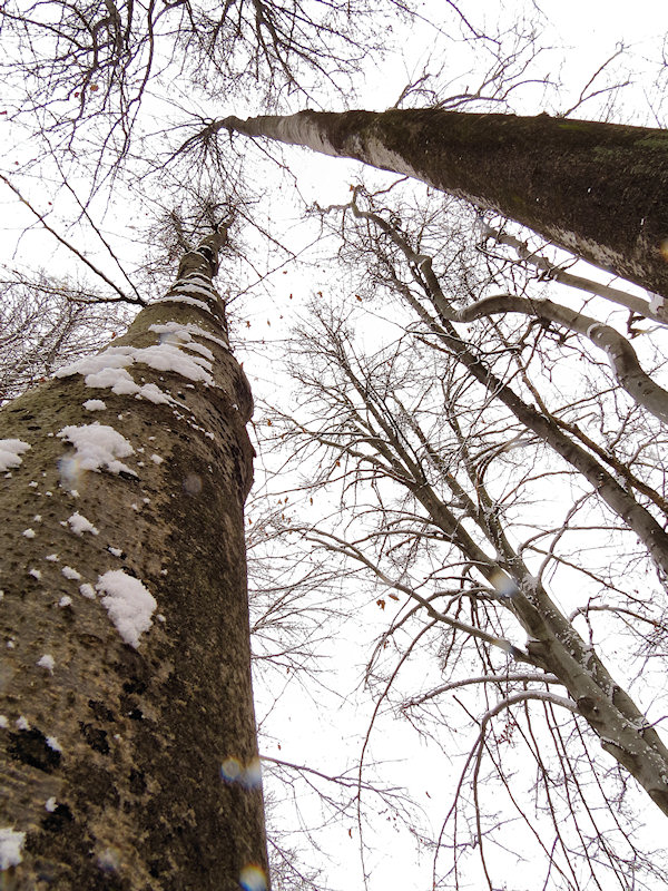 Alberi d''inverno... un invito